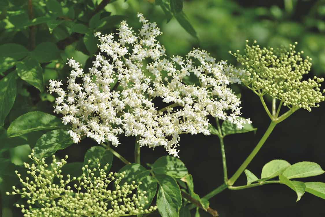 Mürver Çiçeği nedir