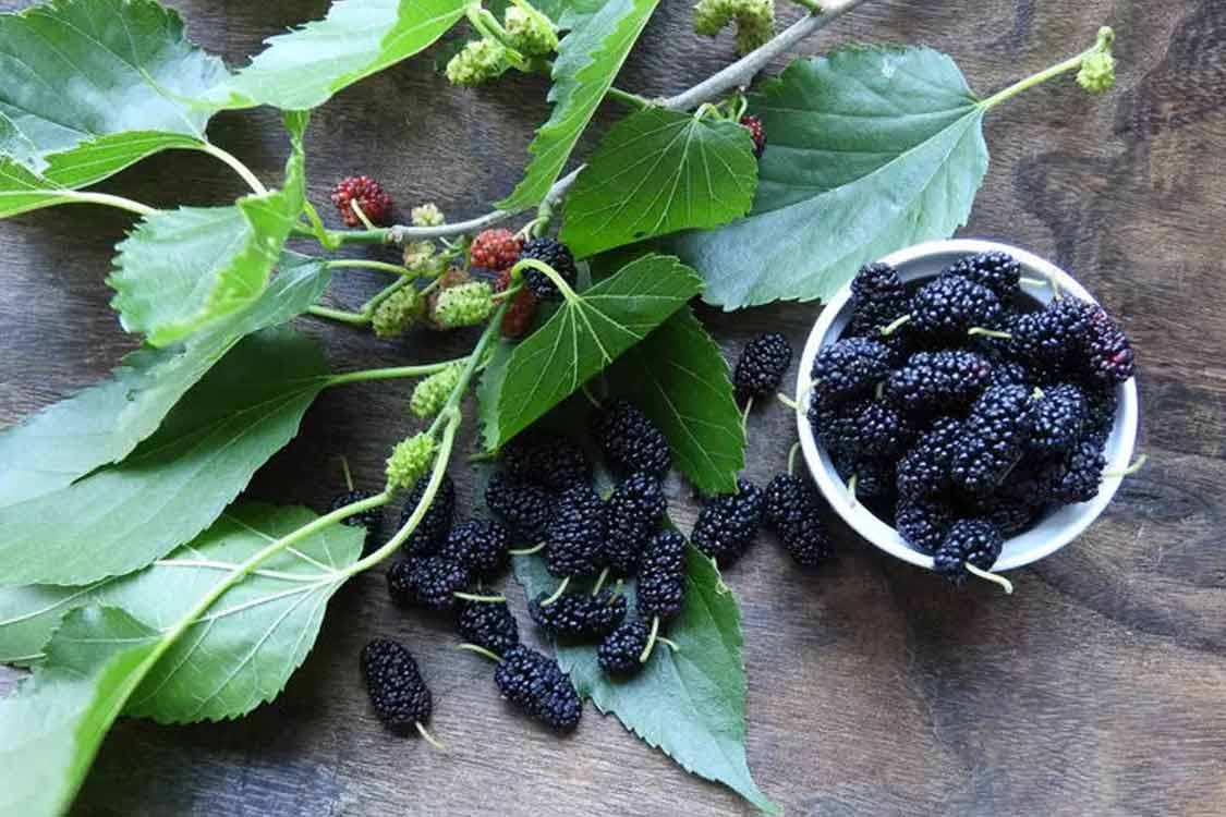 dut yaprağının faydaları