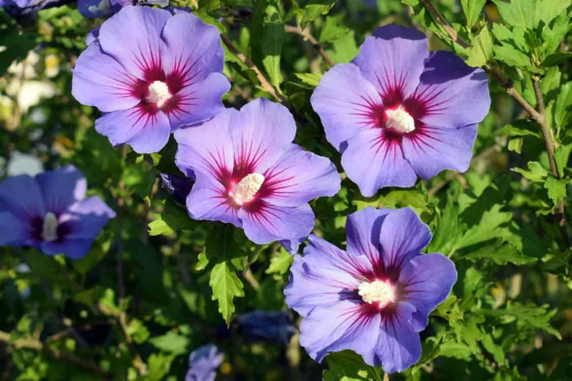 hatmi çiçeği nedir