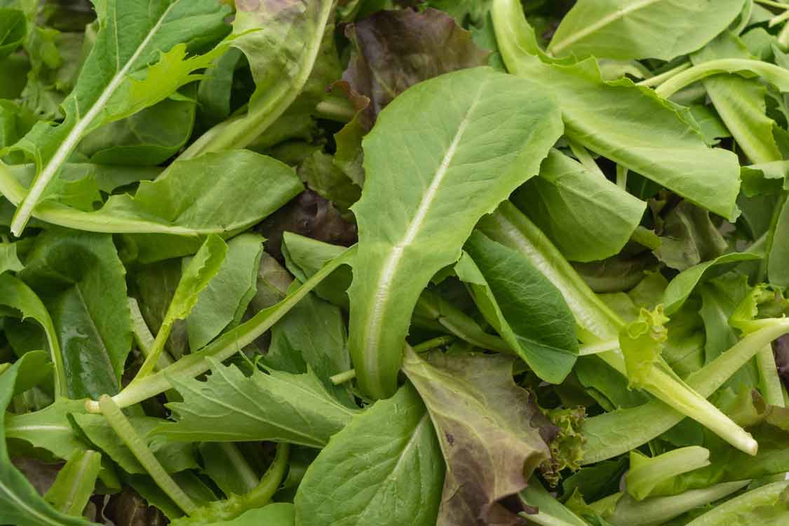 rokanın faydaları nelerdir